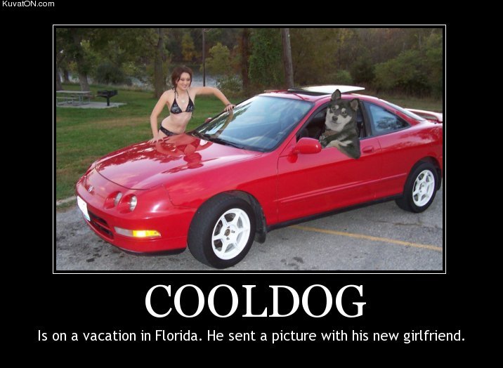 cool_dog2.jpg