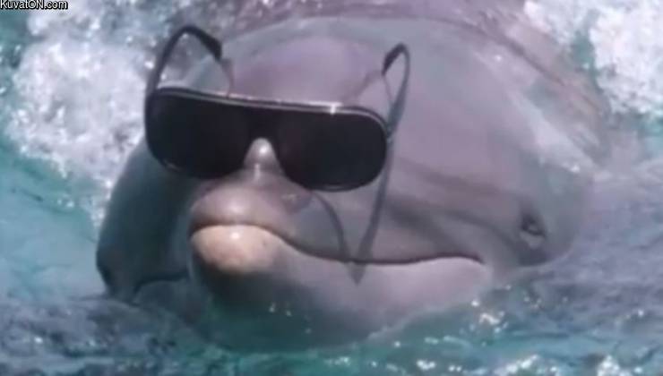 cool_dolphin.jpg