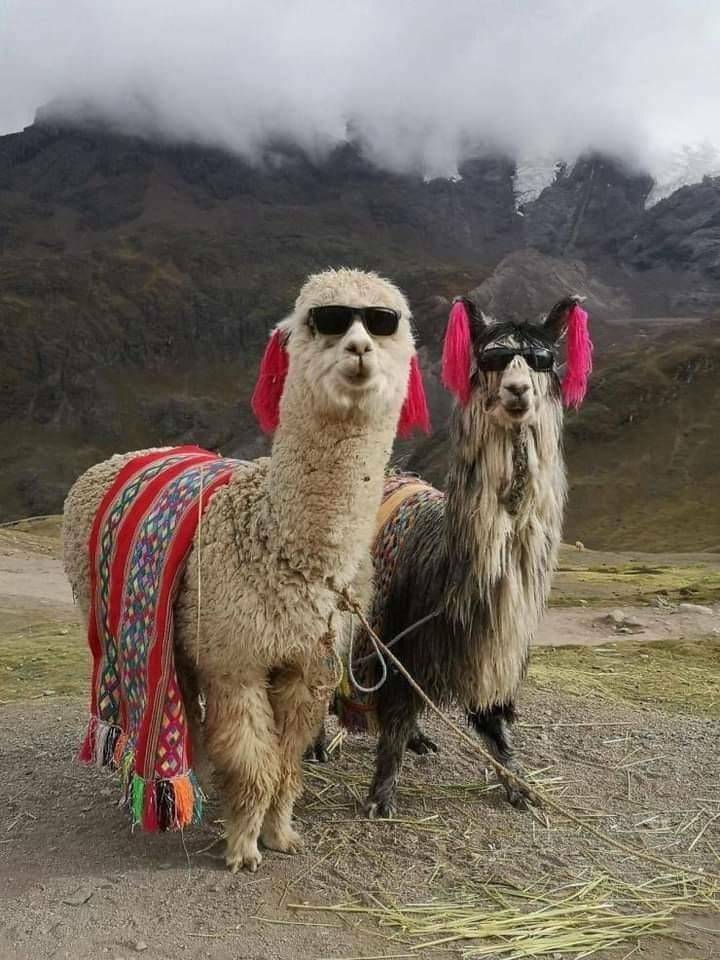 cool_lamas.jpg