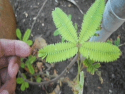 cool_nature_feat.gif