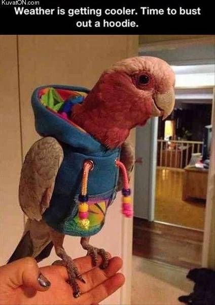 cool_parrot.jpg