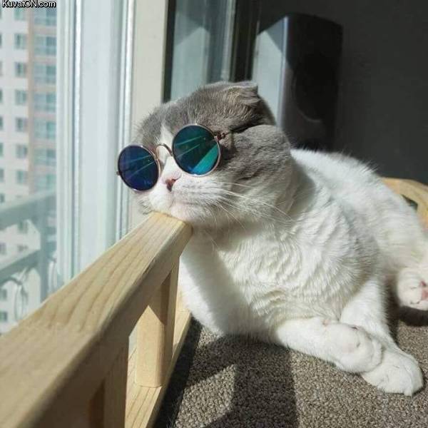 coolcatiscool.jpg