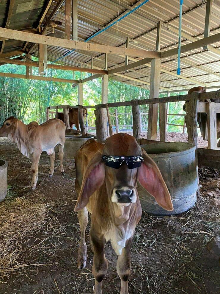 coolcow.jpg