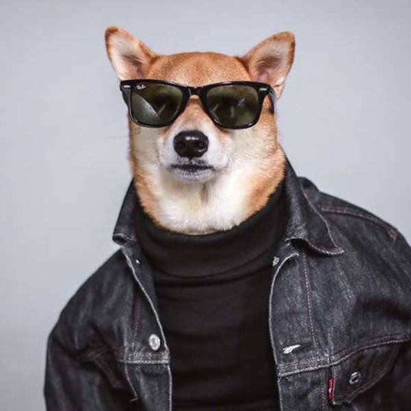 cooldog16.jpg