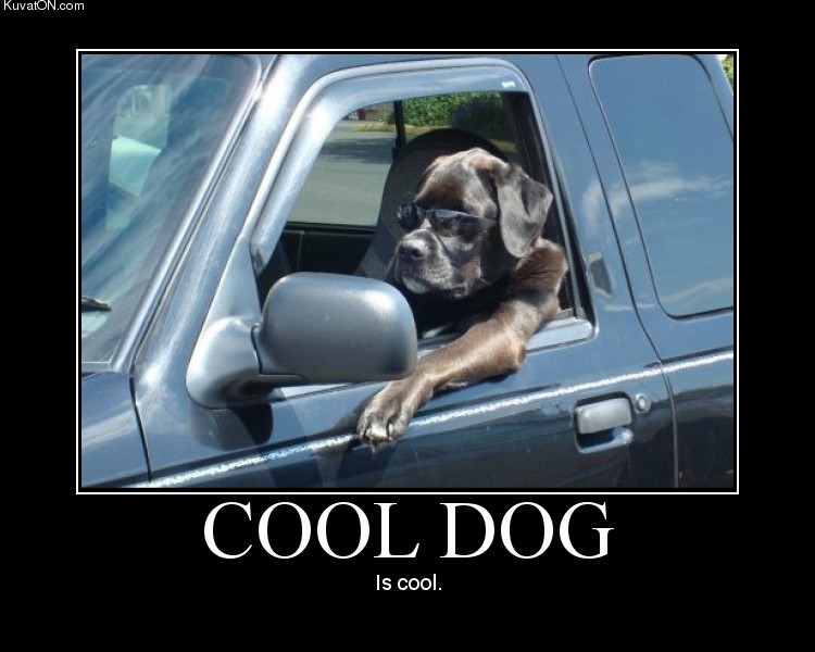 cooldog2.jpg