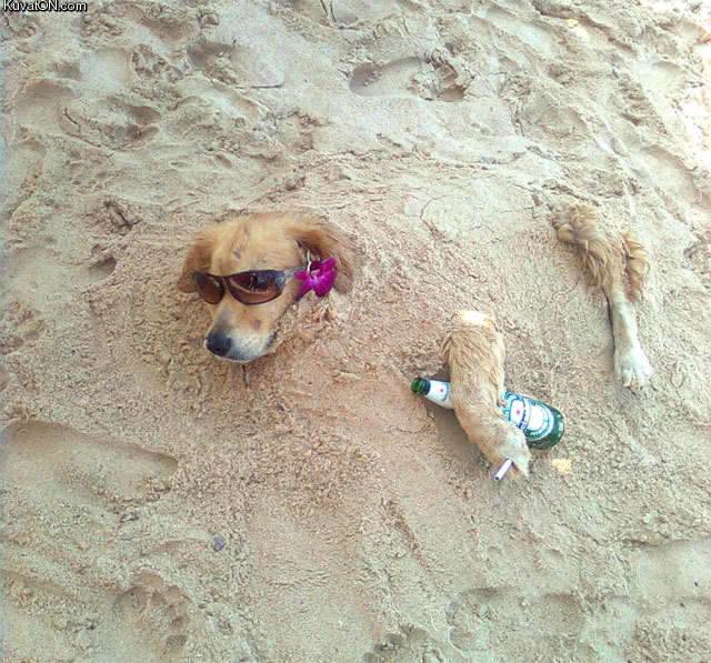 cooldog_at_the_beach.jpg