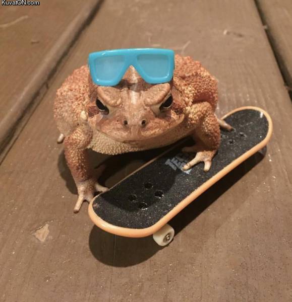 coolfrog.jpg