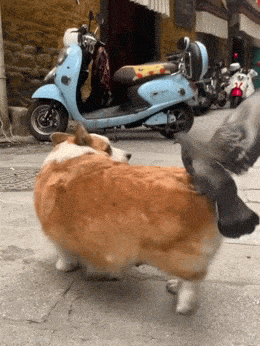 corgi_ja_pulu.gif