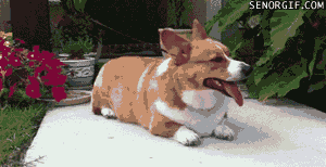 corgi_nauttii.gif