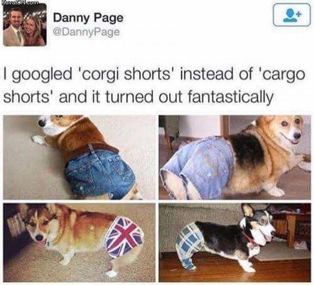 corgi_shorts.jpg