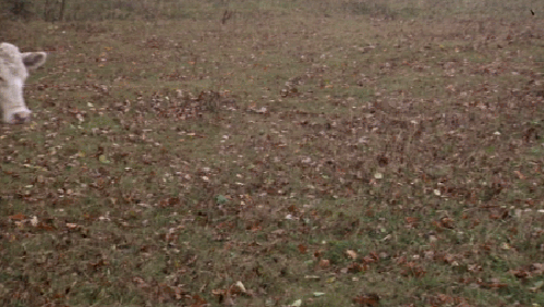 cow_2.gif