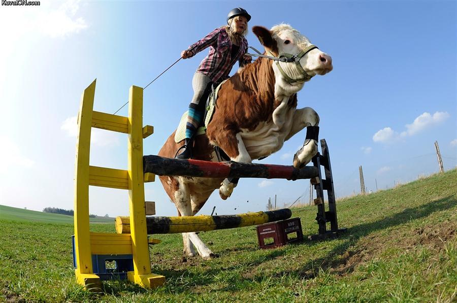 cow_riding.jpg
