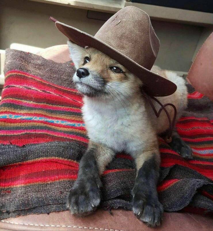 cowboyfox.jpg