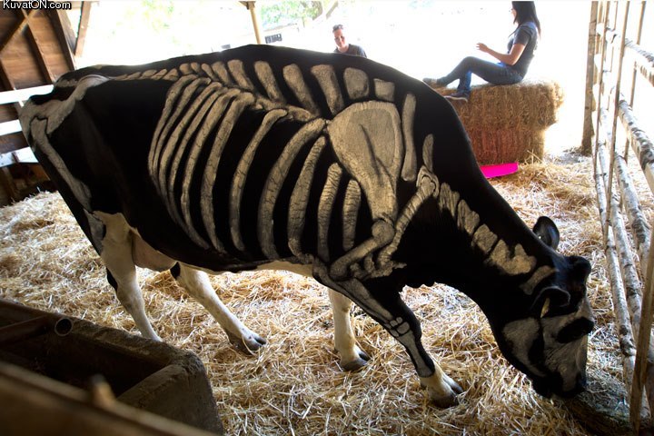 cows_celebrate_halloween_too.jpg