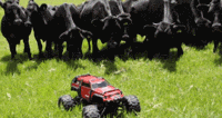 cows_chase_an_rc_car.gif