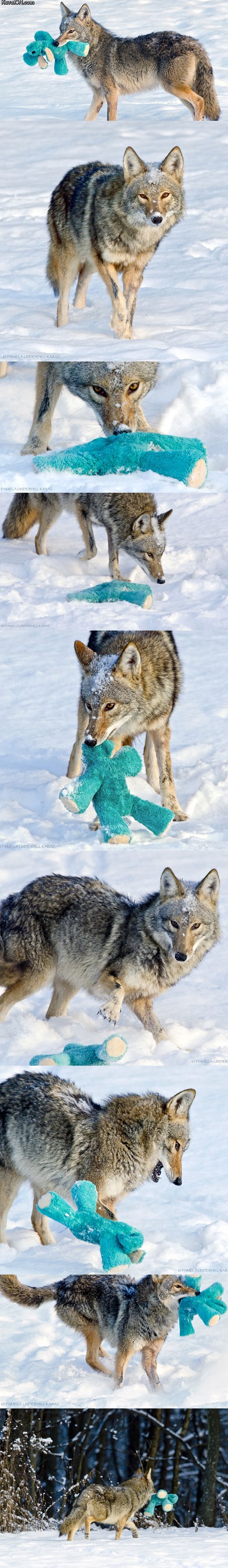 coyote_finds_old_dog_toy_acts_like_a_puppy.jpg