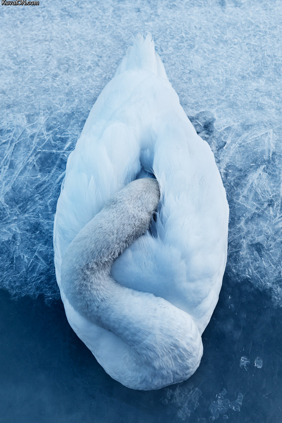 cozy_is_better_than_cold.jpg