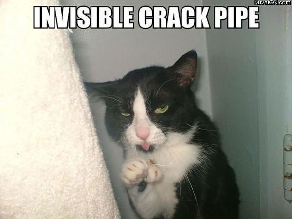 crack_pipe_cat.jpg