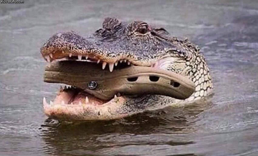croc_croc.jpg
