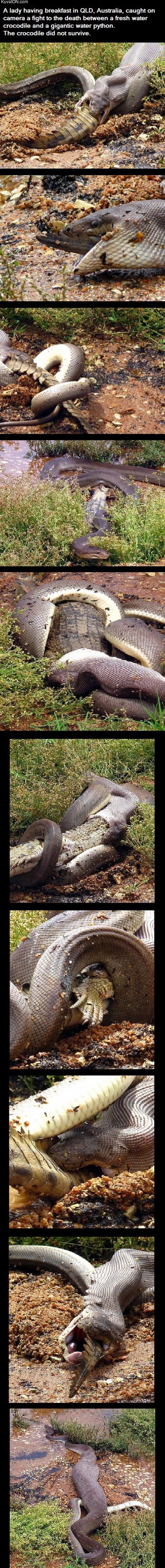 croco_vs_python.jpg