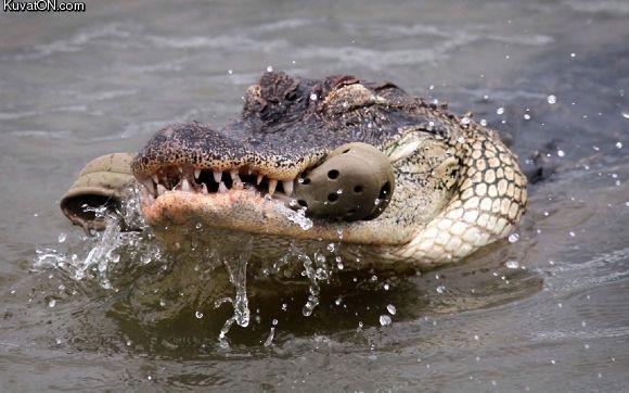 crococrocs.jpg