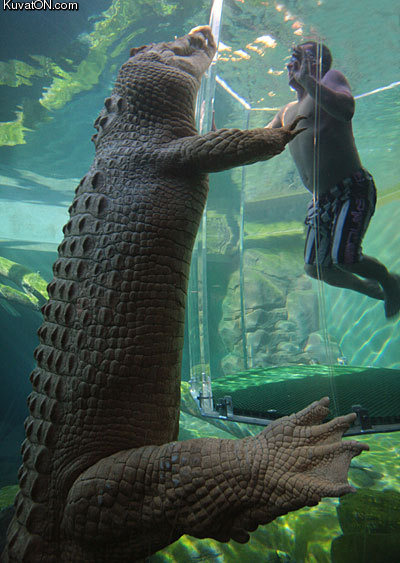 crocodile3.jpg