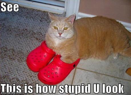 crocs_cat.jpg