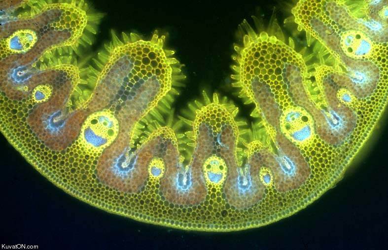 cross_section_of_a_marram_grass_leaf.jpg