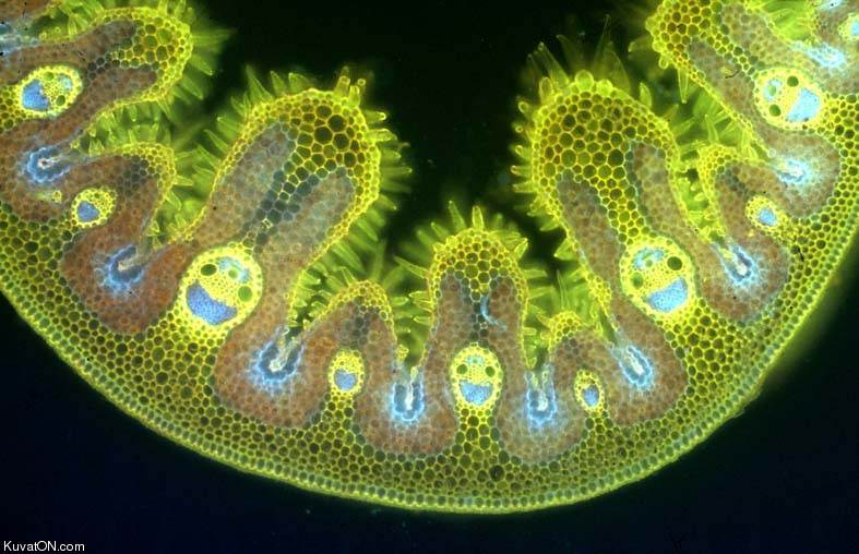 cross_section_of_a_marram_grass_leaf.jpg