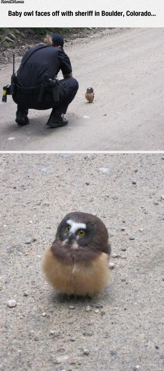 curious_fluffy_little_owl.jpg