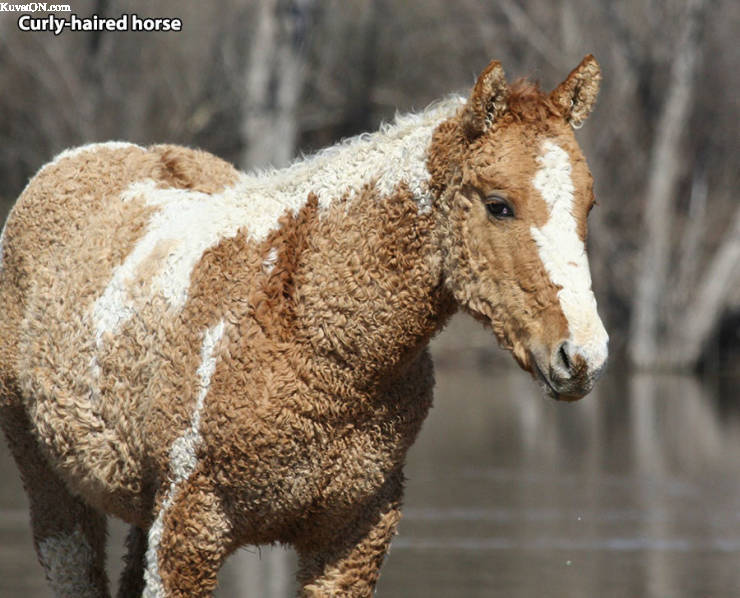 curly_haired_horse.jpg