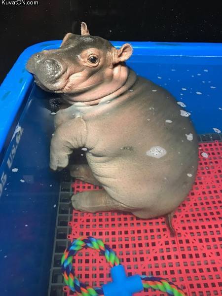 cute_baby_hippo.jpg