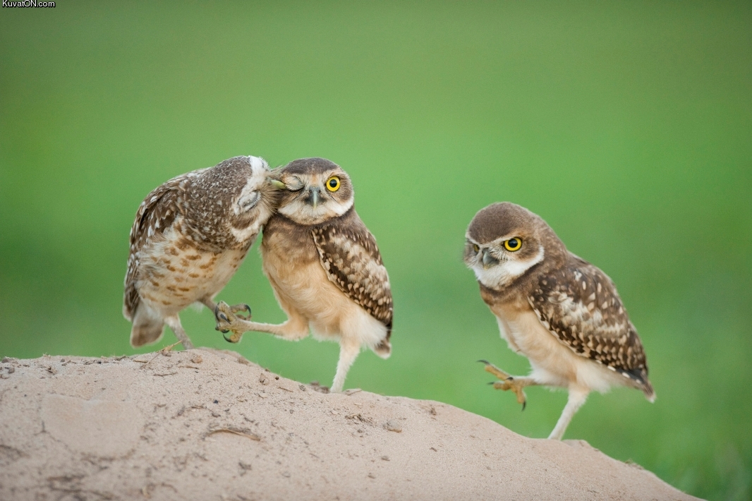 cute_owls.jpg