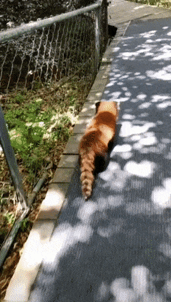 cute_redpanda.gif