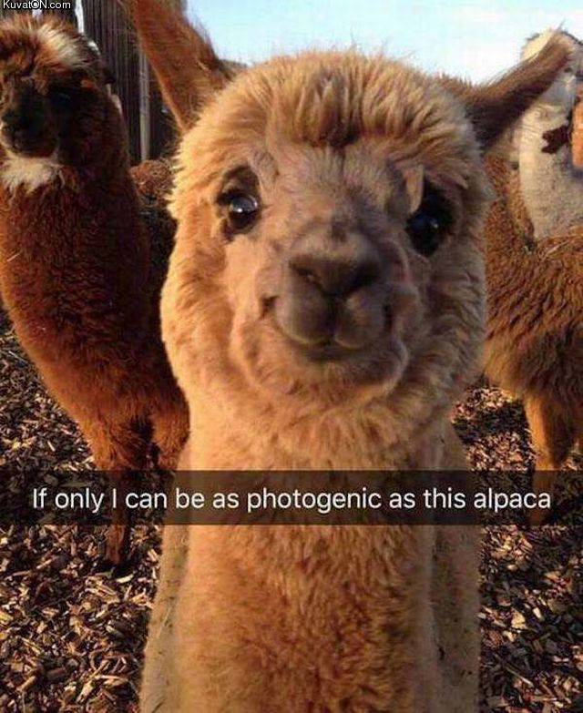 cutealpaca.jpg