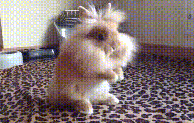 cutebunny.gif