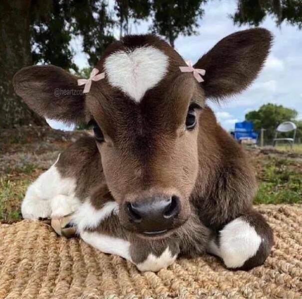 cutecow3.jpg