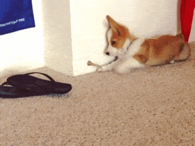 cutedoge.gif