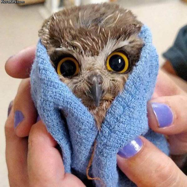 cuteowl.jpg