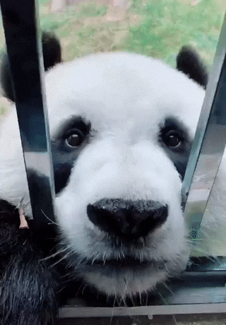 cutepanda2.gif