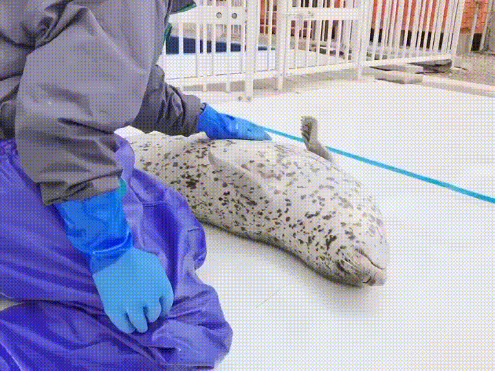cuteseal.gif