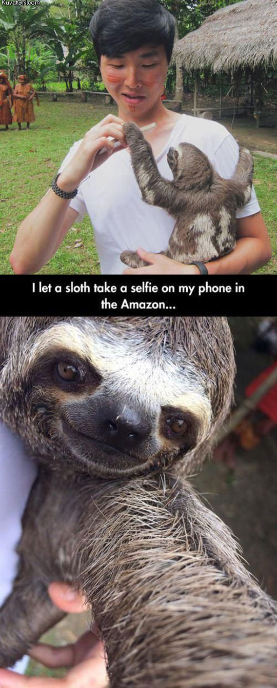 cutest_sloth_selfie.jpg