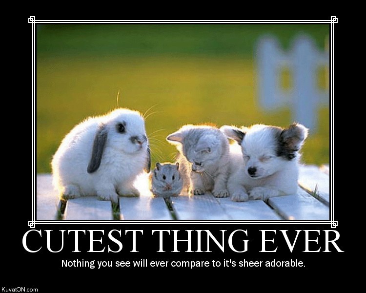 cutest_thing_ever.jpg