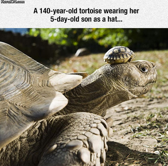 cutest_tortoise_family.jpg