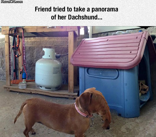 dachshund_panorama.jpg