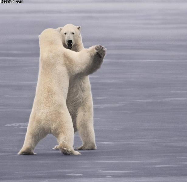 dancepolarbears.jpg