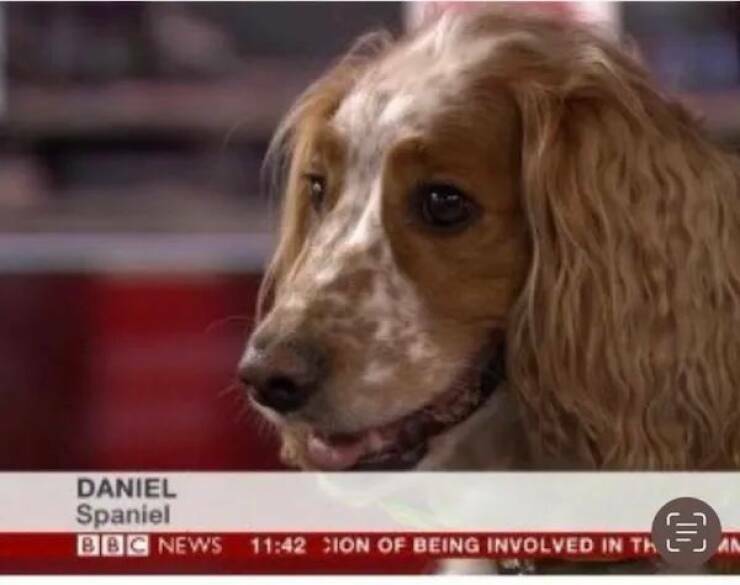 daniel_spaniel.jpg
