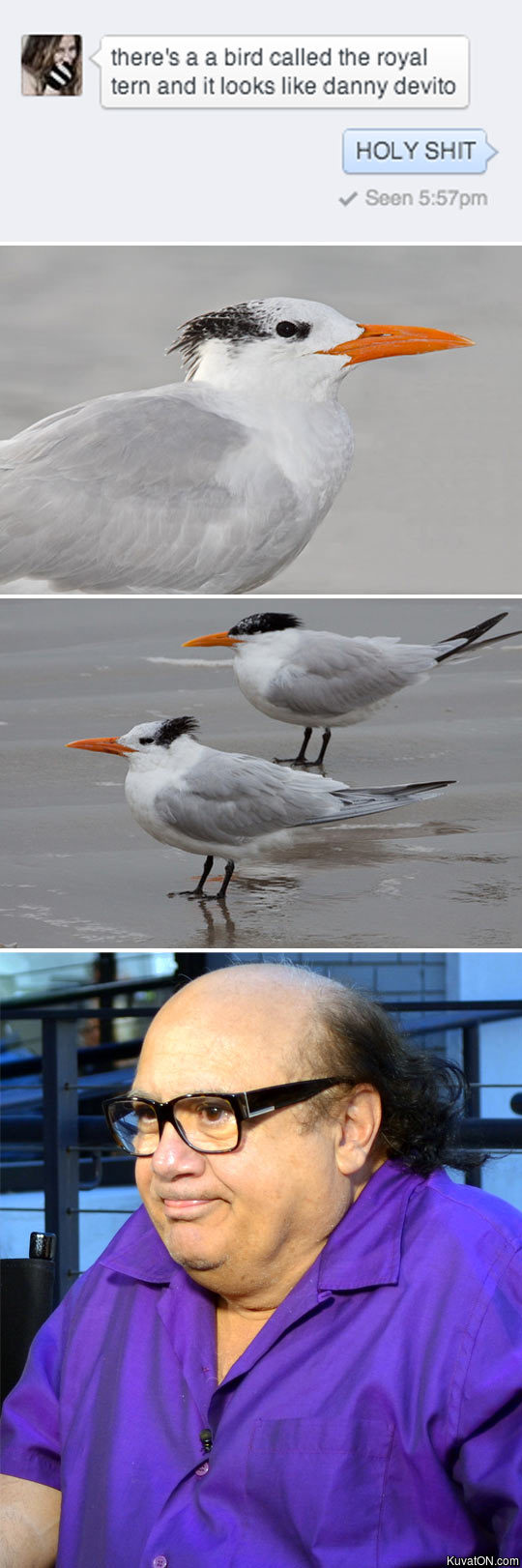 danny_devito_bird.jpg