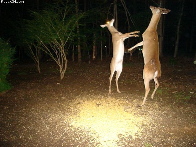 deer_wtf.jpg