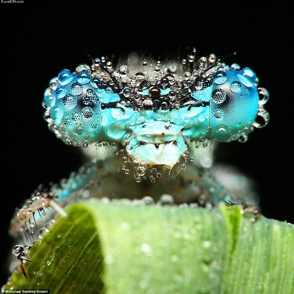 dewdrops_on_insects.jpg